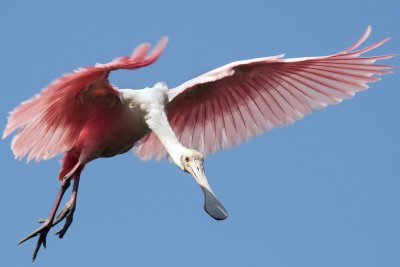 Spoonbill
