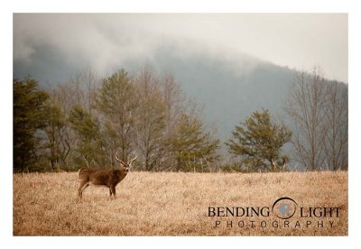 Cades Cove