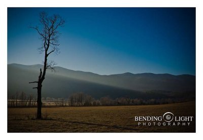 Dead Trees of Cades Cove