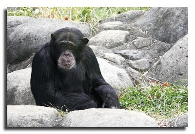 Chimp