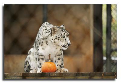 Snow Leopard