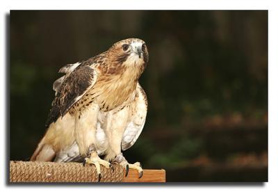 Red Tail Hawk (Injured wing, cataracts)