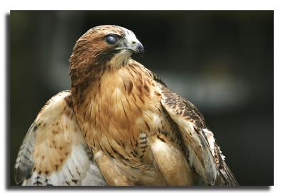 Red Tail Hawk (cataracts observed)