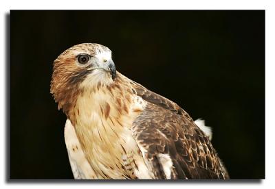 Red Tail Hawk:  Look back