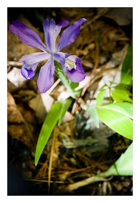 Wild Iris