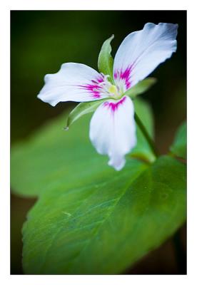 Painted Trillium