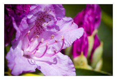 _MG_2609 Edit from RAW sized.jpg