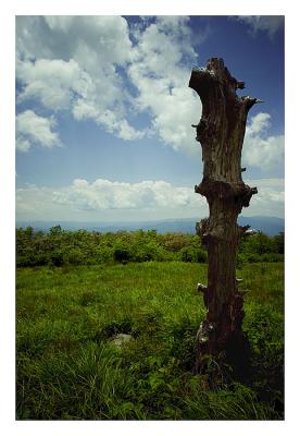 Dead View