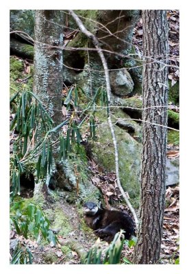 River Otter