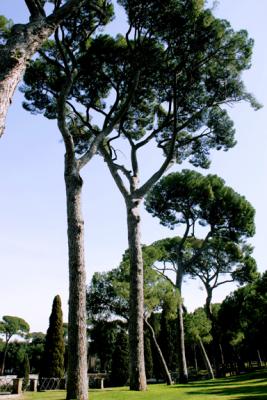 Pines, Borghese Gardens, Roma