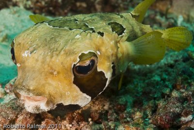 Baiacu - Blotched Porcupinefish (Diodon liturosus)