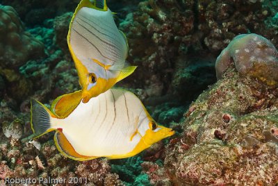 Borboleta - Yellowhead Butterflyfish (Chaetodon xanthocephalus)