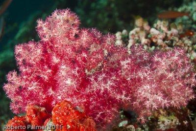 Coral mole - Soft coral
