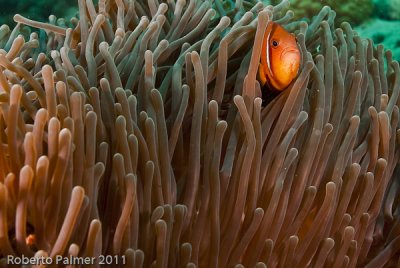 Peixe palhao - Maldives Anemonefish (Amphiprion nigripes)