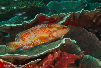 Garoupa em coral - Grouper