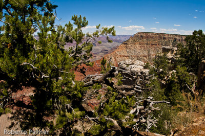 Grand Canyon-11