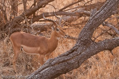 Impala (Aepyceros melampus) - 2