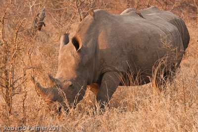 Rinoceronte branco (Ceratotherium simum) - 2