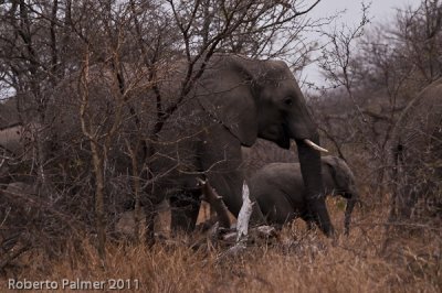 Elefante africano (Loxodonta africana) - 2