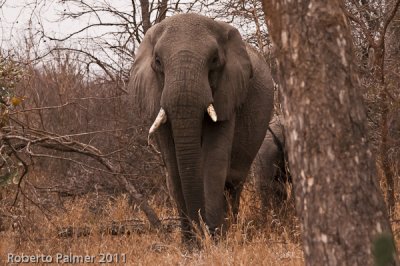 Elefante africano (Loxodonta africana) - 4