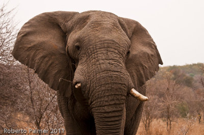 Elefante africano (Loxodonta africana) - 6