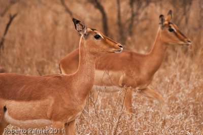 Impala (Aepyceros melampus) - 3