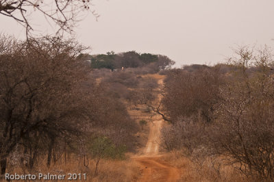 Savana africana