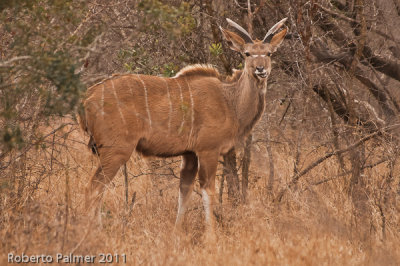 Nyala (Tragelaphus angasii)