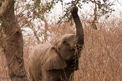 Elefante africano (Loxodonta africana) - 5
