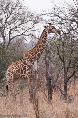Girafa (Giraffa camelopardalis) - 3