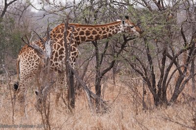 Girafa (Giraffa camelopardalis) - 4