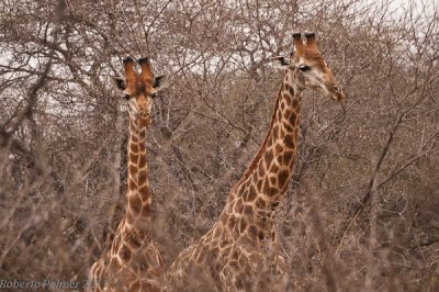 Girafa (Giraffa camelopardalis) - 5