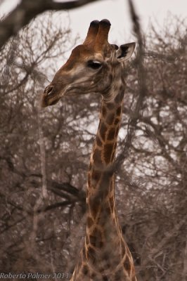 Girafa (Giraffa camelopardalis) - 6