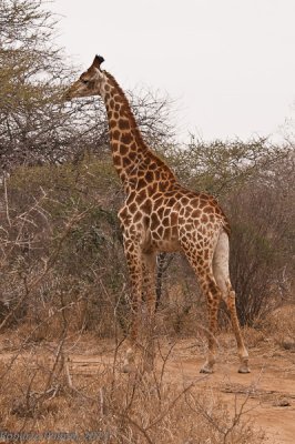 Girafa (Giraffa camelopardalis) - 7