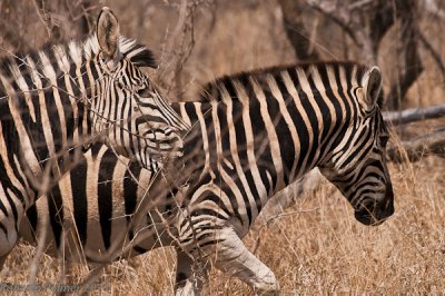 Zebra (Equus quagga) - 3