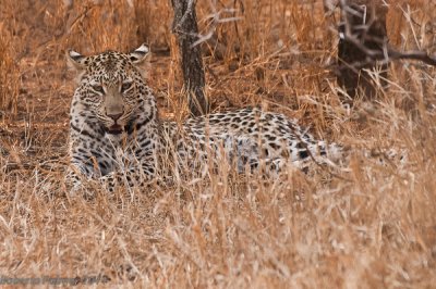 Leopardo (Panthera pardus)