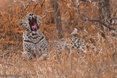Leopardo (Panthera pardus) - 2