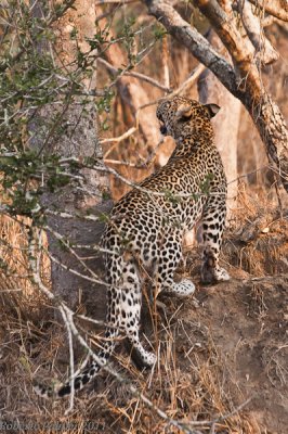 Leopardo (Panthera pardus) - 5
