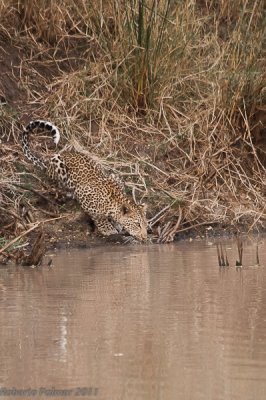 Leopardo (Panthera pardus) - 6