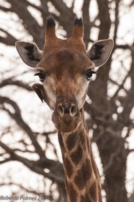 Girafa (Giraffa camelopardalis) - 2