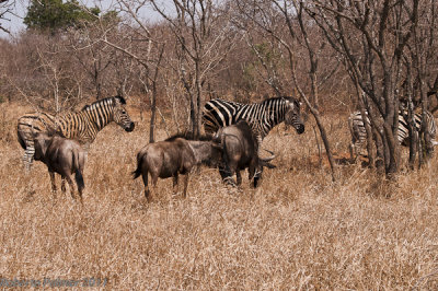 Zebra (Equus quagga) - 4