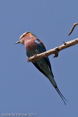 Lilac Breasted Roller