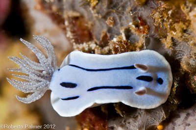 Nudibranquio