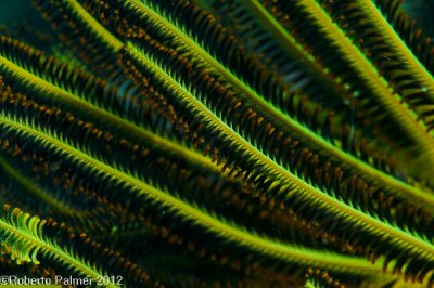 Crinoide