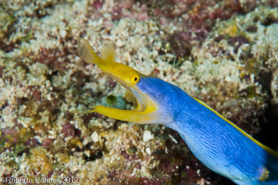 Enguia azul - Blue Ribbon Eel