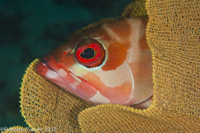 Garoupa - Grouper