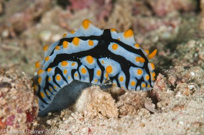 Nudibranquio - Phyllidia varicosa