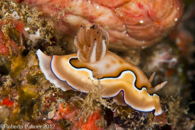 Nudibranquio - 3