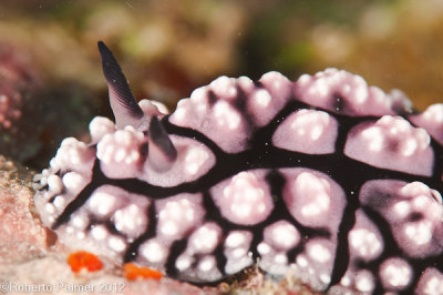 Nudibranquio - Phyllidiella pustulosa