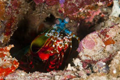 Tamarutaca - Peacock mantis shrimp